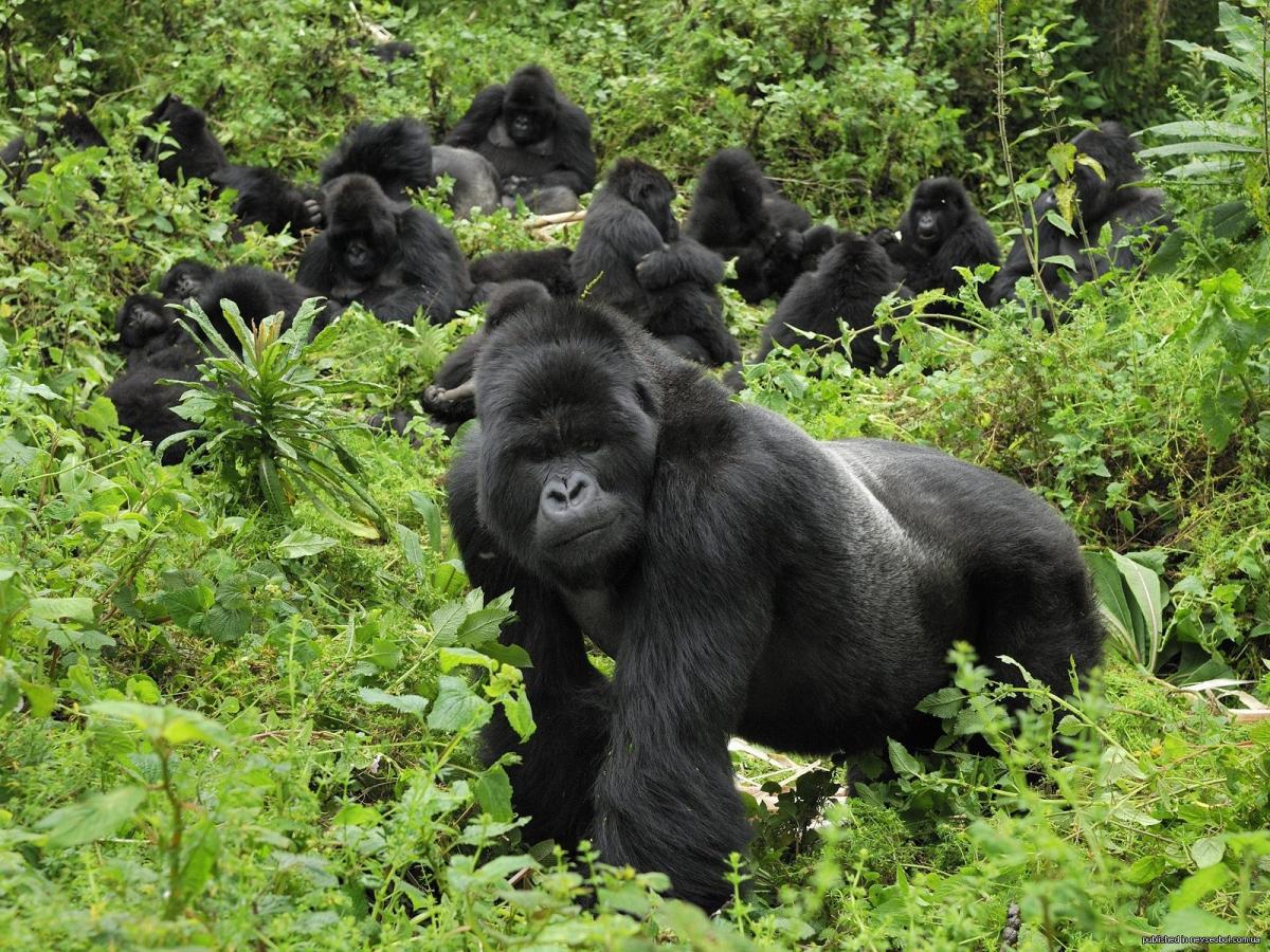 Gorilla habituation experience in Bwindi Impenetrable National Park