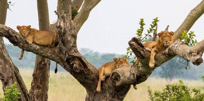 Gates of Queen Elizabeth National Park