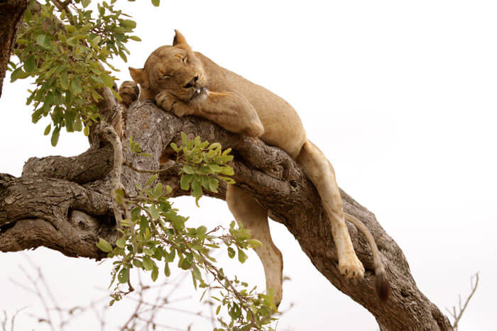 2 Days Tree Climbing Lions Adventure