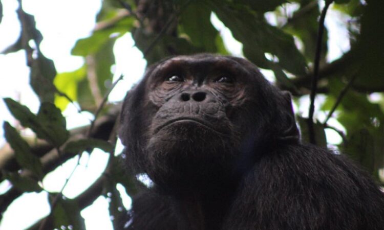 How many chimps are in Kyambura gorge? | Chimpanzee Tours