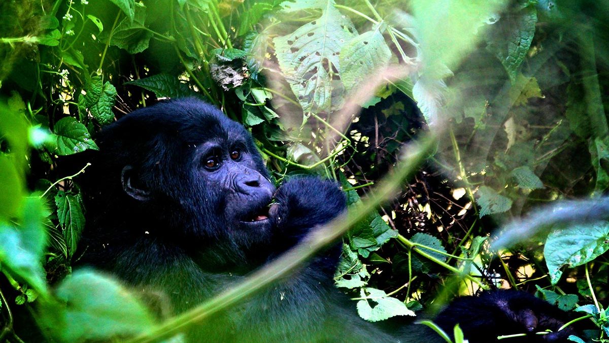 7 Days Uganda Wildlife and Gorilla trekking tour