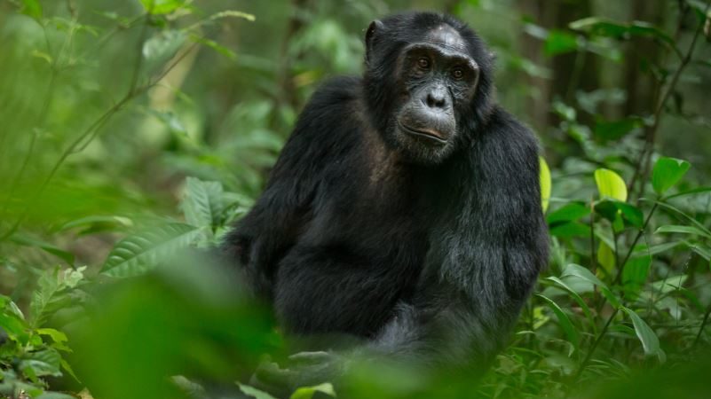 Frequently asked questions About Chimpanzee trekking in Uganda