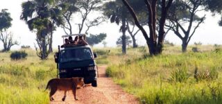 12 Days Best of Uganda Rwanda safari