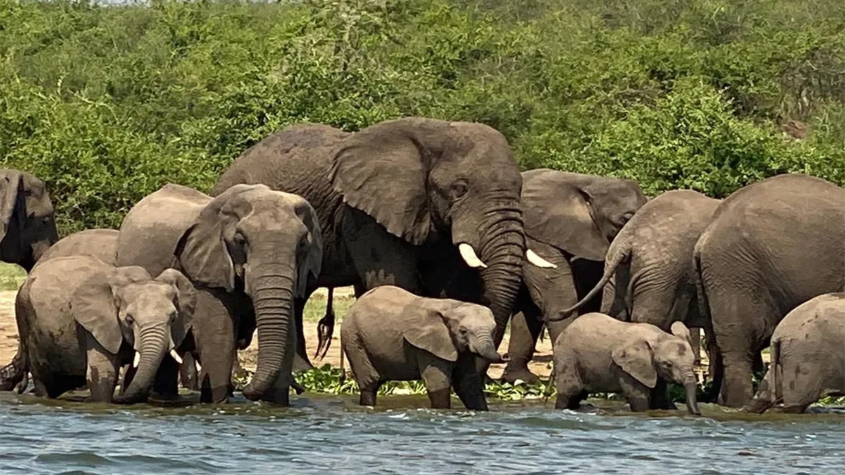  Ten Safari National National Parks in Uganda