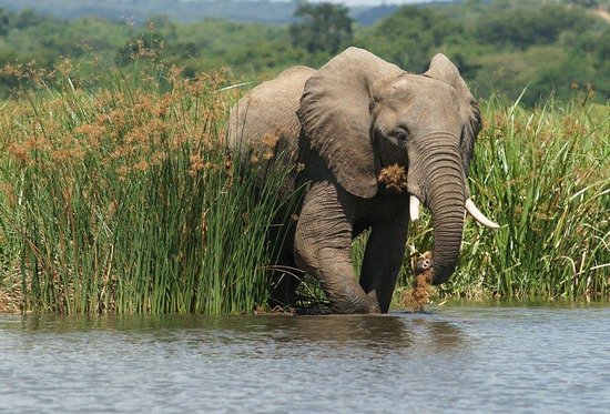 Top 5 National Parks in Uganda