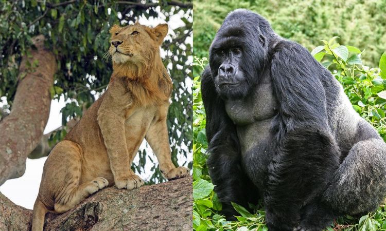 Queen Elizabeth National Park and Bwindi National Park compare and contrast